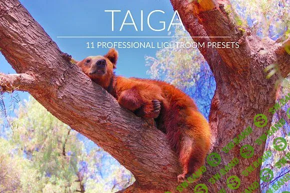 [CreativeMarket] Taiga Lr Presets (2018)