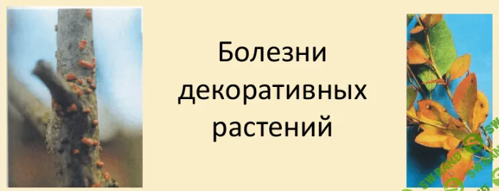 [Наталья Минина] Болезни декоративных растений (2021)