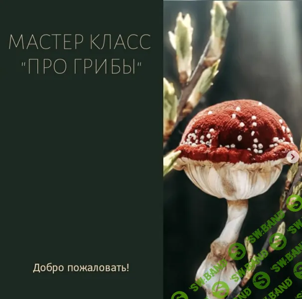 [Светлана Крашенинникова] Про Грибы (2025)