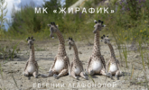 [bogacheva_o, Ольга Богачева] Бенгальская кошка (2022)