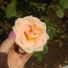 alena_kramchanin