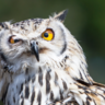 Bubo
