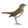 Nightingale2510