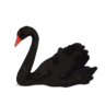 black swan