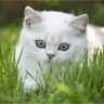 happy-kitty86