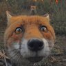 FenixUzb