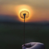 Summer_Flower
