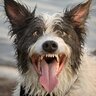 CrazyDog