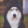 robin_hood013