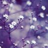mallflower