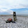 Nanook