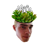 Alexastax