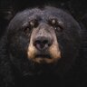 Daddy_Bear