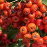 margomitsul