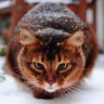 Myauritcio