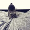 Dim-Dimich