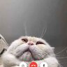 小黑鬼