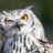 Bubo