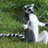 SpiritualAnimal